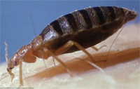 bedbug